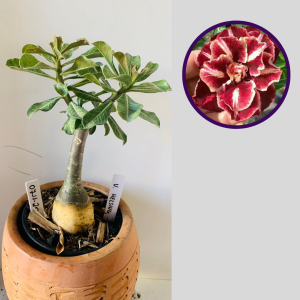 0711 20 Rosa do Deserto V-helsing