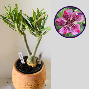 0711 21 Rosa do Deserto Infinity D