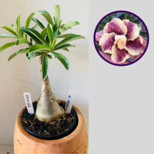 0711 22 Rosa do Deserto Menina Veneno