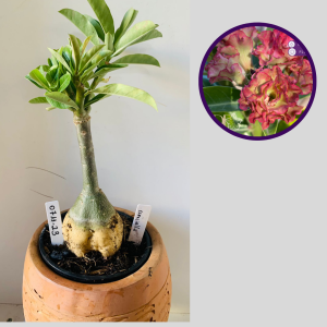 0711 23 Rosa do Deserto Especialle