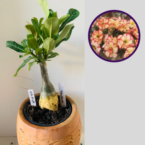 0711 24 Rosa do Deserto Tropical