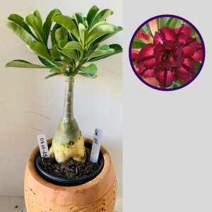 0711 25 Rosa do Deserto Lm50