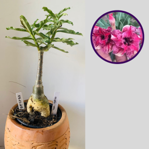 0711 26 Rosa do Deserto Ouro Mil