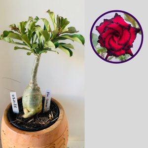 0711 28 Rosa do Deserto Blue Dragon