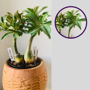 0711 29 Rosa do Deserto Gêmeas Mah biee