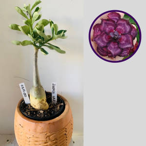 0711 30 Rosa do Deserto Índigo Graze