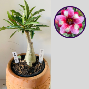 0711 31 Rosa do Deserto Rei Davi