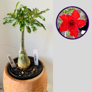 0711 32 Rosa do Deserto Cherry