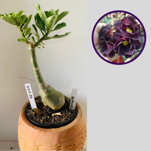 0711 33 Rosa do Deserto Berinjela