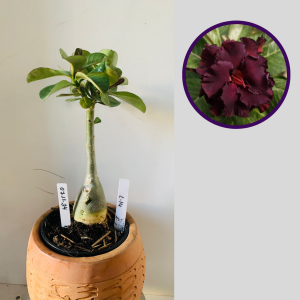 0711 34 Rosa do Deserto L14