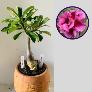 0711 35 Rosa do Deserto Lm 741