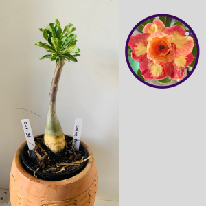 0711 36 Rosa do Deserto Colorfull