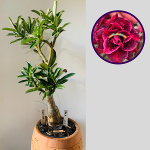 0711 37 Rosa do Deserto Kr 356