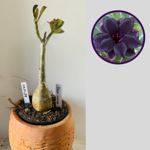 0711 39 Rosa do Deserto Black Coffee