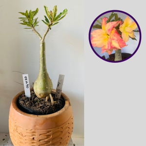 0711 40 Rosa do Deserto New Yellow