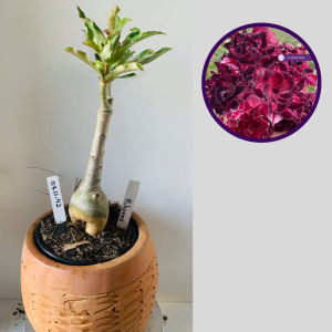 0711 42 Rosa do Deserto Rihanna