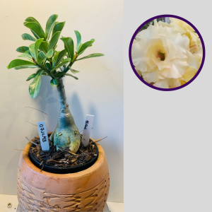 0711 43 Rosa do Deserto Pequi