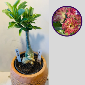 0711 44 Rosa do Deserto Especialle