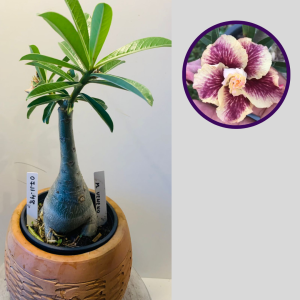 0711 48 Rosa do Deserto Menina Veneno