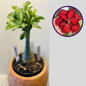 0711 49 Rosa do Deserto Variegata 500