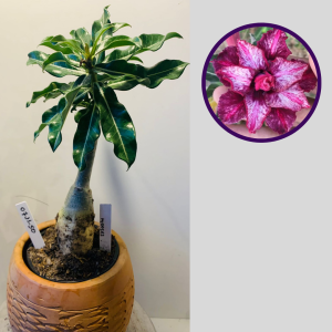 0711 50 Rosa do Deserto Moises