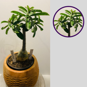 0711 52 Rosa do Deserto Julhy