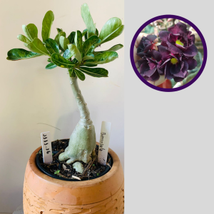 1111 16 Rosa do Deserto Berinjela