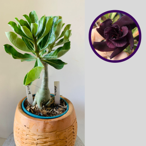 1111 19 Rosa do Deserto Morticia