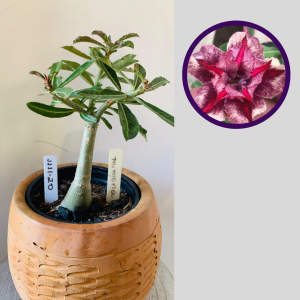 1111 20 Rosa do Deserto Mimosa