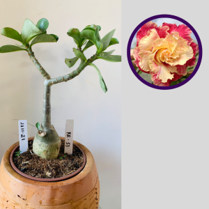 1111 21 Rosa do Deserto KR 53