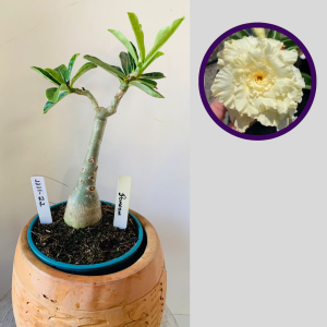 1111 22 Rosa do Deserto Pompom