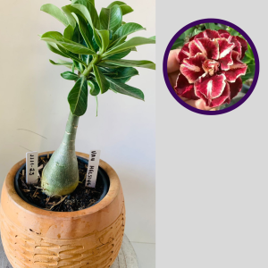 1111 23 Rosa do Deserto Van Helsing