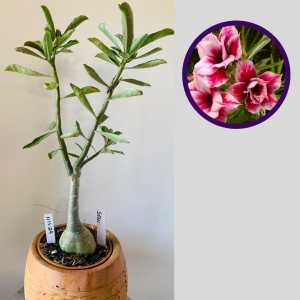 1111 24 Rosa do Deserto Steel