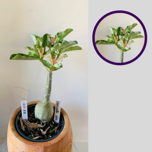 1111 25 Rosa do Deserto Variegata 500