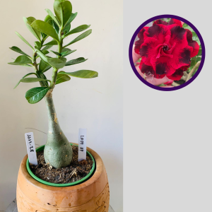 1111 28 Rosa do Deserto Lady Di