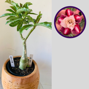 1111 29 Rosa do Deserto Kr407