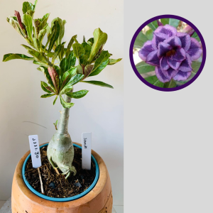 1111 30 Rosa do Deserto Sansão