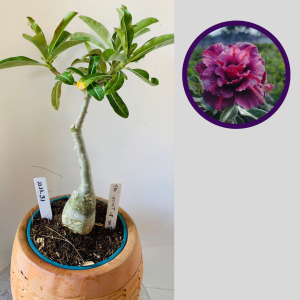 1111 31 Rosa do Deserto The Secret of Victoria