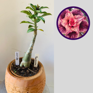 1111 33 Rosa do Deserto Supreme