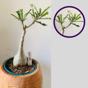 1111 34 Rosa do Deserto Sem Identificação