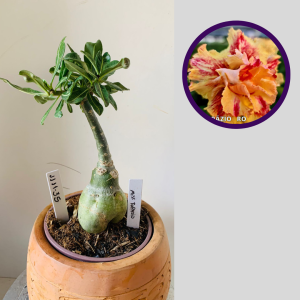 1111 35 Rosa do Deserto Miss Topázio