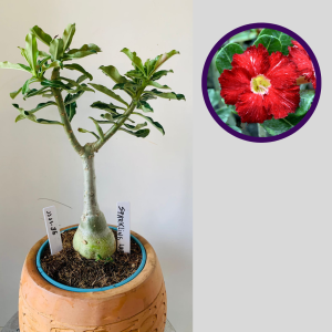 1111 36 Rosa do Deserto Sparkling Lava