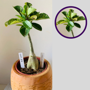 1111 37 Rosa do Deserto Variegata