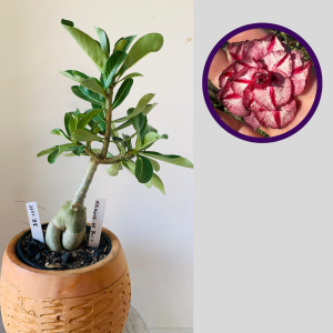 1111 38 Rosa do Deserto Thinking Of you 2