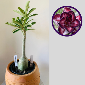 1111 39 Rosa do Deserto Black Amaryllis