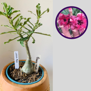 1111 40 Rosa do Deserto Ouro Mil