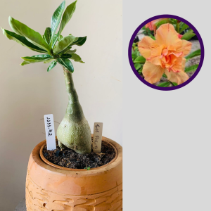 1111 42 Rosa do Deserto Sol Poente