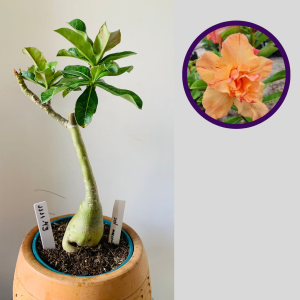 1111 43 Rosa do Deserto Sol Nascente