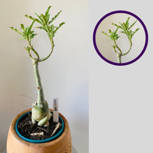 1111 44 Rosa do Deserto Sem Identificação