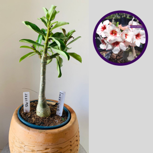 1111 45 Rosa do Deserto Lucky White